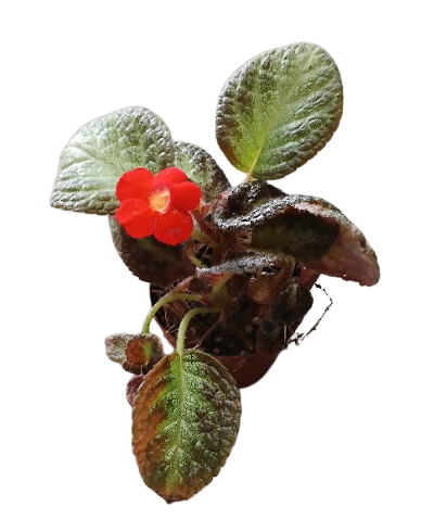 2" Episcia Silver Screen